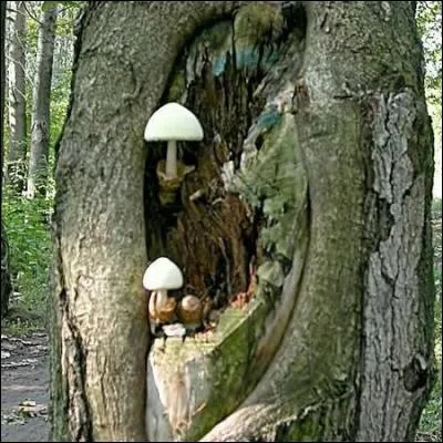 Reconnais-tu cet excellent champignon ?