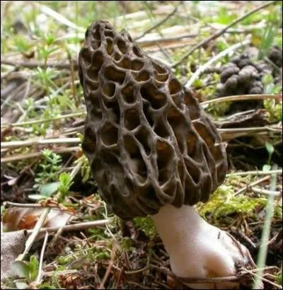 Reconnais-tu cet excellent champignon ?