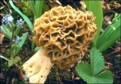 Reconnais-tu cet excellent champignon ?