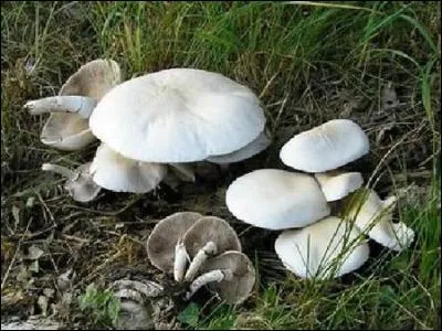 Reconnais-tu cet excellent champignon ?