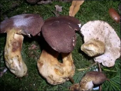 Reconnais-tu cet excellent champignon ?