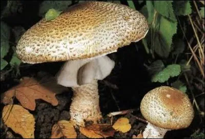 Reconnais-tu cet excellent champignon ?
