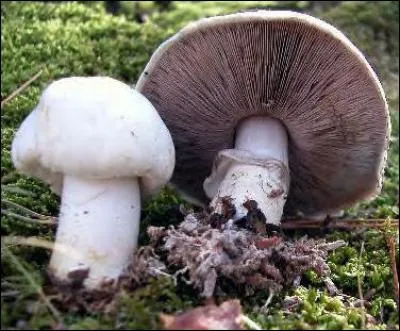 Reconnais-tu cet excellent champignon ?