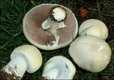 Reconnais-tu cet excellent champignon ?