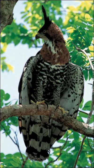 Quel est ce oiseau ?