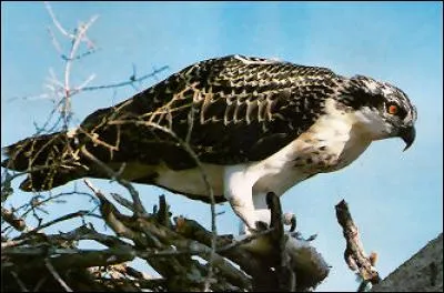 Quel est ce oiseau ?