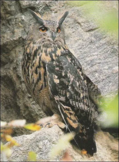 Quel est ce oiseau ?