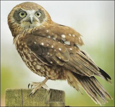 Quel est ce oiseau ?