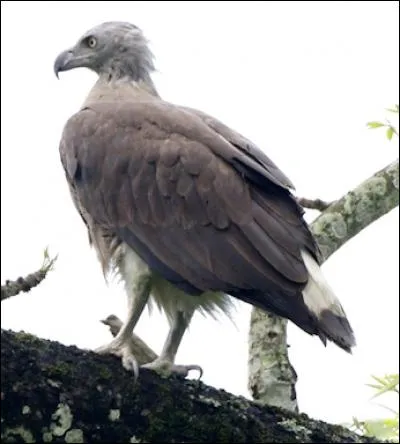 Quel est ce oiseau ?