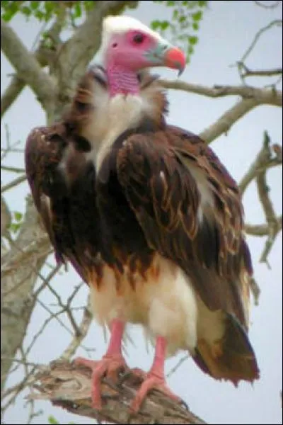 Quel est ce oiseau ?