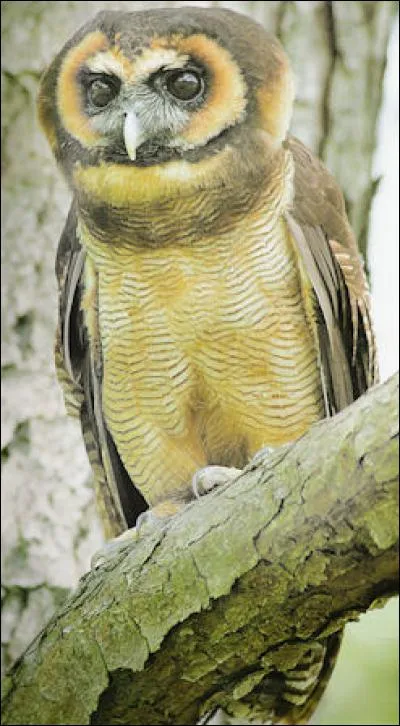 Quel est ce oiseau ?