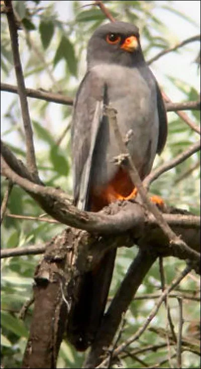 Quel est ce oiseau ?