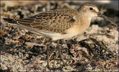 Quel est ce oiseau ?