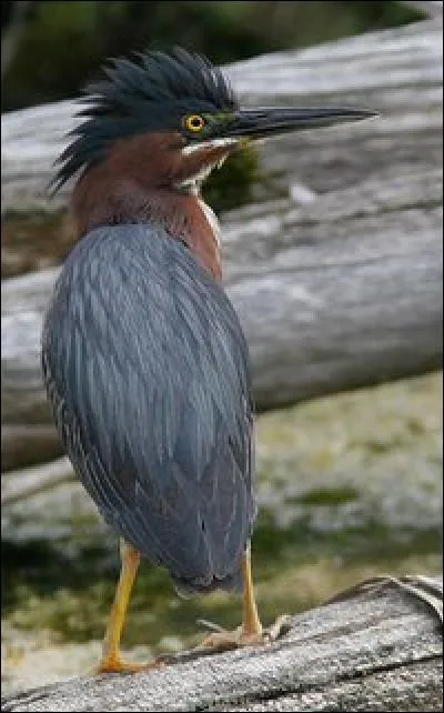 Quel est ce oiseau ?