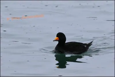 Quel est ce oiseau ?
