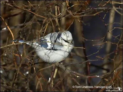 Quel est ce oiseau ?