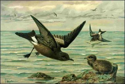 Quel est ce oiseau ?