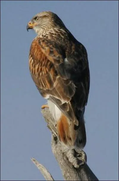 Quel est ce oiseau ?