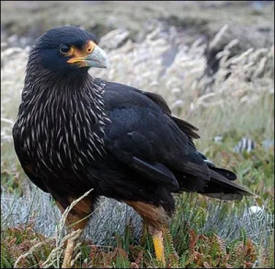 Quel est ce oiseau ?