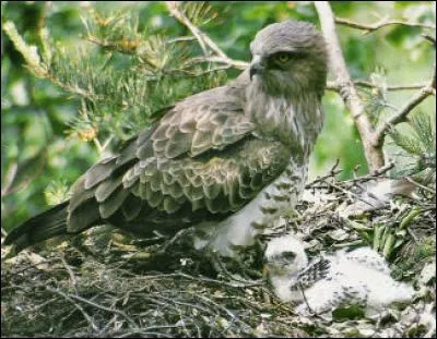 Quel est ce oiseau ?