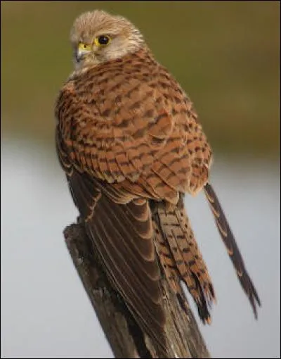 Quel est ce oiseau ?