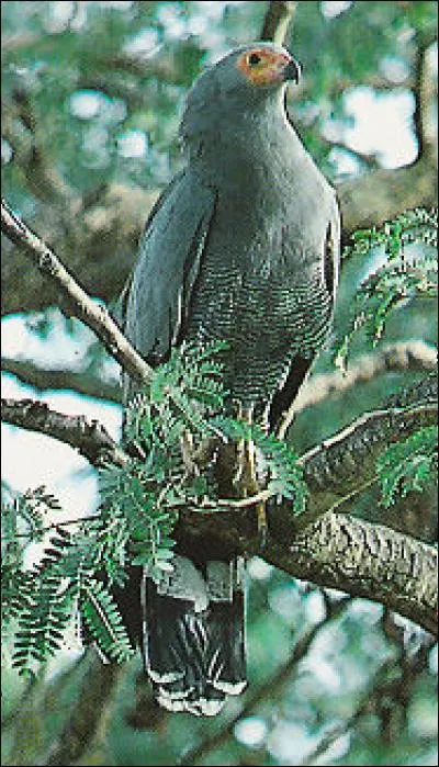 Quel est ce oiseau ?