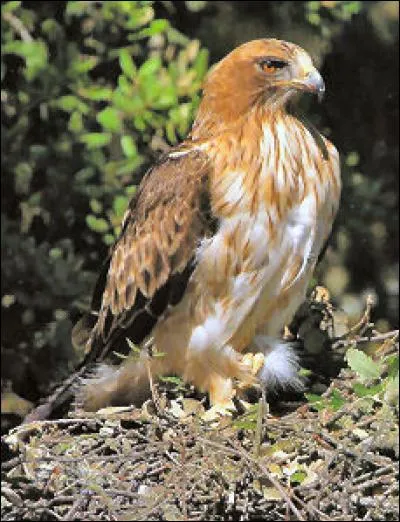 Quel est ce oiseau ?