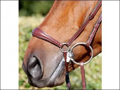 De quelle muserolle s'agit-il ?