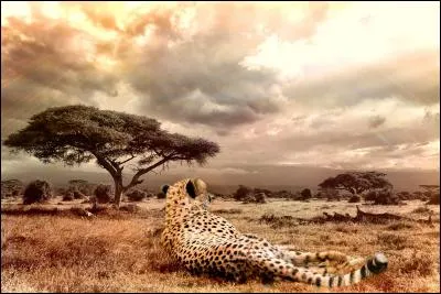 Sachant qu'Usain Bolt peut atteindre 45 km/h, peut-il dépasser un guépard en course ?