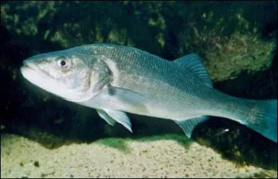 Ce poisson est aussi appelé "loup". Quel est son nom ?