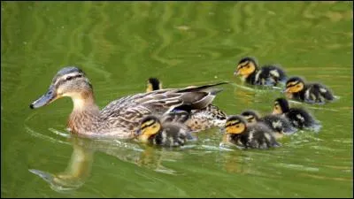 Qui est la mère des canetons ?