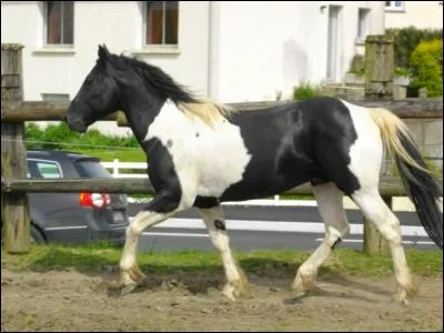 À quelle allure va ce poney ?