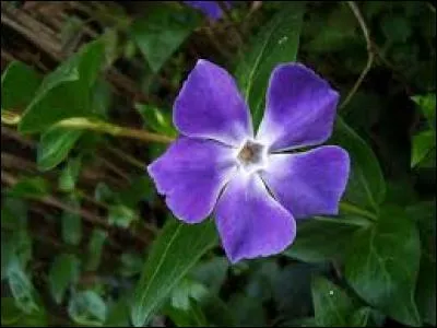 Comment s'appelle cette fleur présentée sur la photo ?