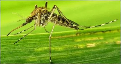 Maladie transmise par la piqûre du moustique de la fièvre jaune et par celle du moustique tigre :