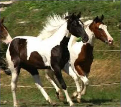 Où sont ces chevaux ?