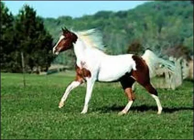 Quelle est la robe de ce cheval ?