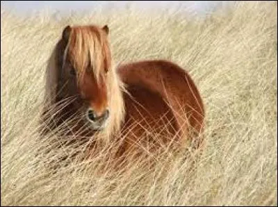 Quelle est la robe de ce poney ?