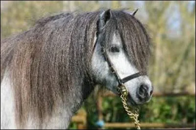 Qu'est-ce qu'on met avant la selle pour monter sur un poney ?