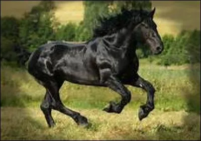 Quel est l'allure de ce cheval ?