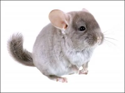 Comment le chinchilla se lave-t-il ?