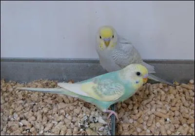 Dans la nature, où la perruche ondulée vit-elle ?