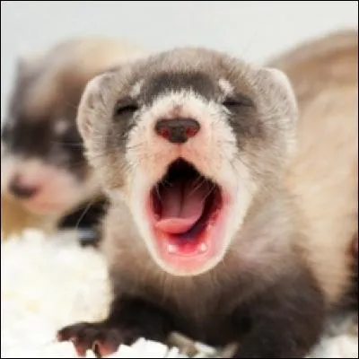 Comment s'appelle le bébé furet ?