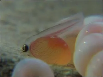 Qu'est-ce que le sac vitellin d'un poisson ?
