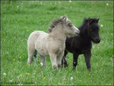 À la naissance, le poney :