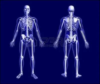 Le vomer est un os du corps humain, mais de quel endroit exactement ?