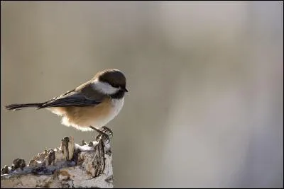 Quel est cet oiseau ?