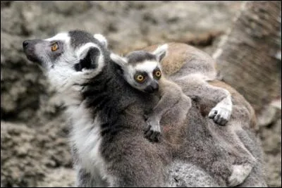 Quel est cet animal ?