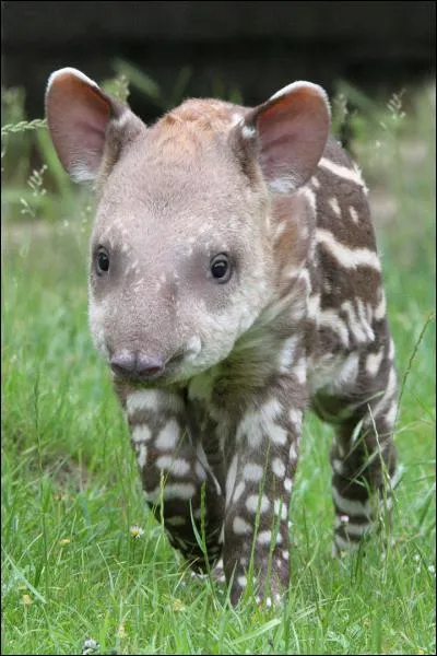 Quel est cet animal ?