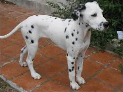 Combien de taches a ce dalmatien ?
