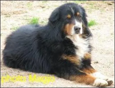 Quelle est la race de ce toutou ?